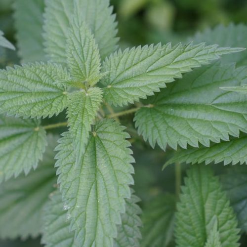 Detailed photograph of vibrant green stinging nettle leaves in an outdoor setting.