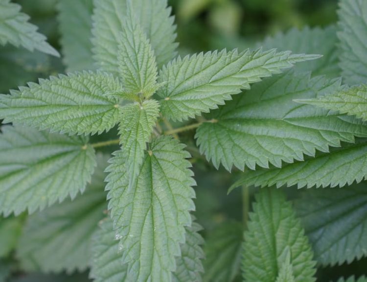 Detailed photograph of vibrant green stinging nettle leaves in an outdoor setting.